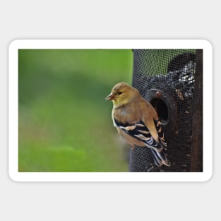 Mother Goldfinch Sticker